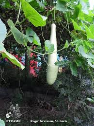 Image result for Lagenaria siceraria