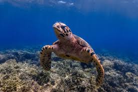 Ranked The Ten Countries With The Most Endangered Species In The World Endangered Animals Endangered Species Endangered