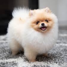 See more ideas about pomeranian puppy, cute animals, puppies. Pin On Soph S Board