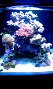 Solus S 90g Cube Page 2 Aquarium Fish Tank Fresh Water Fish Tank Saltwater Aquarium Setup