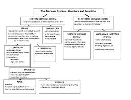 Nervous System Structure And Function Chart By Kris Whelan Tpt