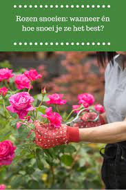 rozen snoeien wanneer en hoe snoei je ze het best libelle rozen snoeien rozen tuin tuin snoeien