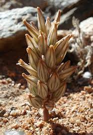 Image result for Eriospermum seineri