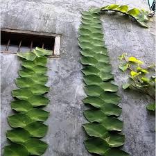 Tanaman hias lili paris memiliki nama latin clorophytum yang merupakan tanaman hias gantung pling popular di indonesia dan dunia karena selain memiliki daun yang berbentuk unik dan berkarakter dengan dihiasi warna yang bervariatif, tanaman hias ini mudah beradaptasi di tempat yang bersuhu panas atau dingin. 10 Tanaman Rambat Hias Populer Yang Mudah Dirawat Interinoz