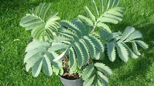 Image result for Melianthus major