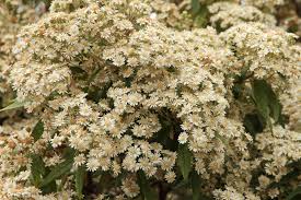 Image result for Olearia