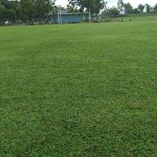 Rumput yang dipakai adalah jenis rumput grinting (cynodon dactylon), yang kemampuan bertahan hidupnya bisa lebih lama dibandingkan rumput jenis lain, jelasnya. All Categories Cv Rumputkita Soccer Field
