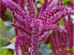 Image result for Amaranthus cruentus