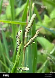 Image result for Paspalum scrobiculatum