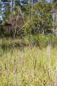 Image result for Coelorachis