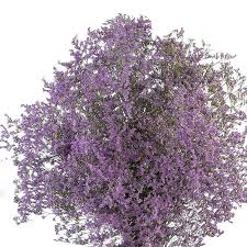 Image result for Limonium