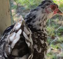 Indoor stackable breeding cages for chickens?