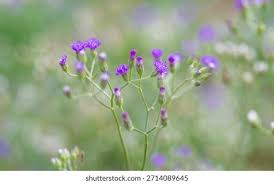 Image result for Emilia decipiens