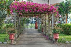 How To Grow Bougainvilleas Bougainvillea Trellis Garden Vines Bougainvillea Tree