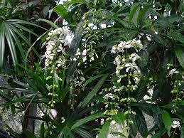 Image result for Clerodendrum rotundifolium