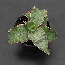 Image result for Kraussia kirkii