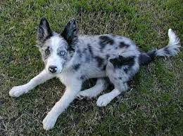 Koolie Mix Koolie Dog Blue Merle Border Collie Blue Merle