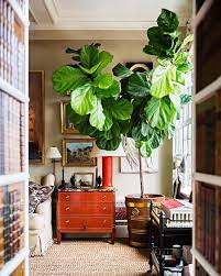 8 years ago, right after i got married, one of the first things i did was buy some houseplants for our apartment. 5 Fiddle Leaf Fig Facts