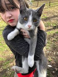 Is this your lost pet cat?