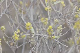 Image result for Croton gratissimus