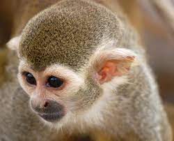 Spider Monkey Face Spider Monkey Monkey Face New World Monkey