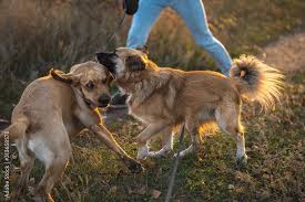 Dogs and horses running around and playing together. 16 Best Dogs Playing Together Images Stock Photos Vectors Adobe Stock