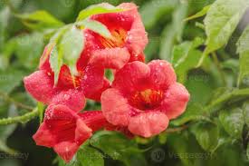 vackra röda blommor av trumpetrankan eller trumpetrankan campsis radicans.  kinesisk trumpet ranka grenar 6684019 Arkivfoto på Vecteezy