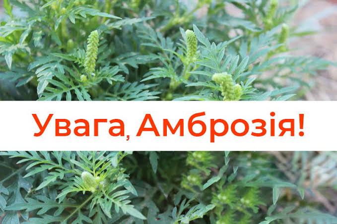 Обережно, амброзія: як уберегтися від алергенного впливу.