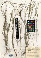 Image result for Digitaria thouaresiana