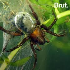 If you're looking for the best spiders wallpapers then wallpapertag is the place to be. The Diving Bell Spider Encases Its Abdomen In An Air Bubble Brut