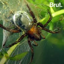 1920x1440 spiderman wallpaper new wallpaperswide â ¤ spider man hd desktop wallpapers for 4k. The Diving Bell Spider Encases Its Abdomen In An Air Bubble Brut