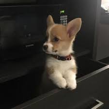 Untitled Corgi Puppy Corgi Doll Corgi Dog