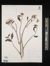 Image result for Crassocephalum montuosum