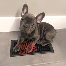 Our french bulldog puppies are given a wonderful start in life that provides them with the love, socialization and training they need to become ideal pets for families in vancouver, washington. Red Truck Bulldogs French Bulldog Breeder Toronto Ontario