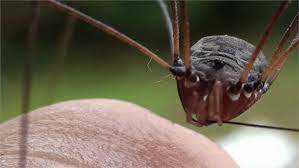 They are actually insects, not spiders or arachnids. Are Daddy Long Legs Venomous