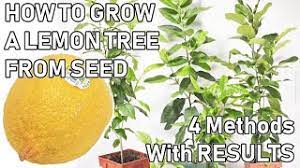Lowest price guarantee fastest booking instant refund for.lemon tree hotels is one of india's popular hotel chain company, headquartered in asset no. How To Grow A Lemon Tree From A Seed 0 6 Months Updates Youtube