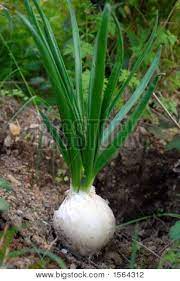 Onions Planting Onions Plants Planting Flowers