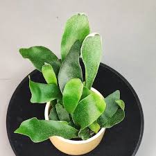 Image result for parožnatka Platycerium