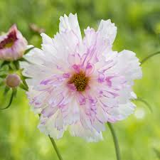 Image result for Cosmos bipinnatus `Double Click`