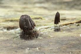 Image result for Stemonitis fusca