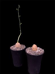 Image result for Trochomeria polymorpha