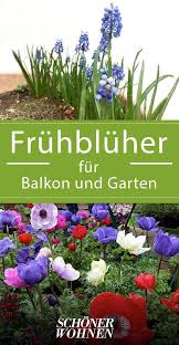 Fruhlingsblumen Fur Balkon Garten Fruhling Blumen Fruhlingsblumen Anemonen Pflanzen