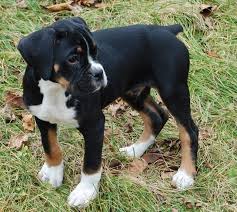 Black And White Boxer Bulldog Mix I Can T Believe These Dogs Really Look Like This Boxer Puppies Boxer Dogs Black Boxer Puppies