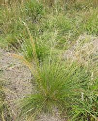 Image result for Deschampsia