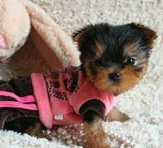 Miniature Yorkie Puppies For Sale Baby Yorkies For Sale Yorkie Puppy For Sale Teacup Yorkie Puppy Teacup Yorkie