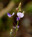 Image result for Grona stolzii