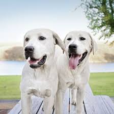 That's why it's important to ask your vet about which routine is right for your pup. How To Clean Dog Ears At Home Step By Step Instructions