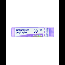 Image result for Gnaphalium polycaulon