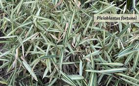 Image result for Pleioblastus fortunei