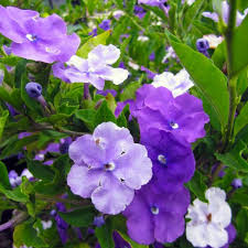 Image result for Brunfelsia pauciflora